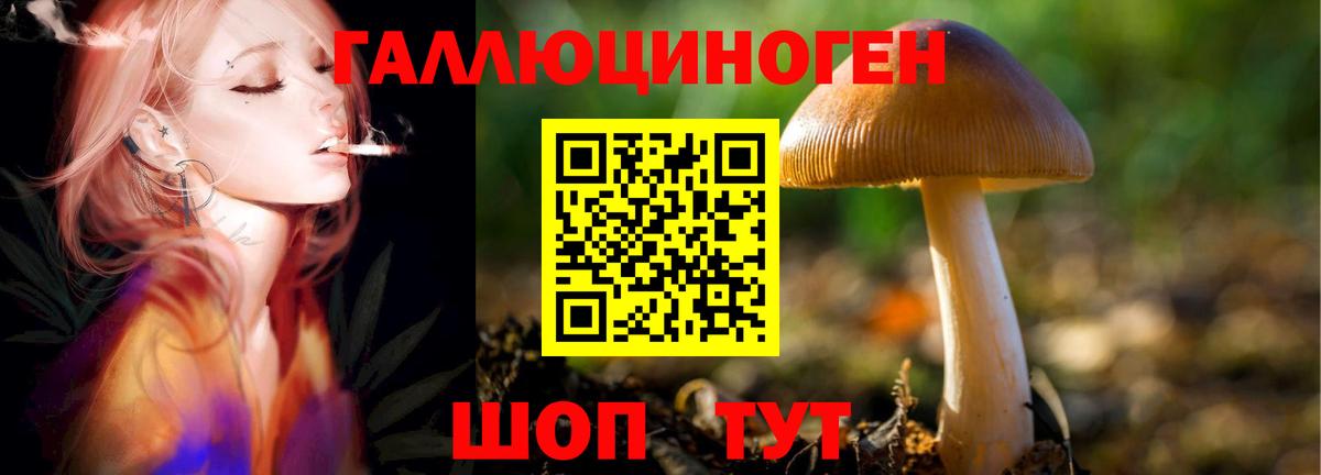 Губаха  Галлюциногенные грибы Psilocybe  наркотики  Вход с VPN 